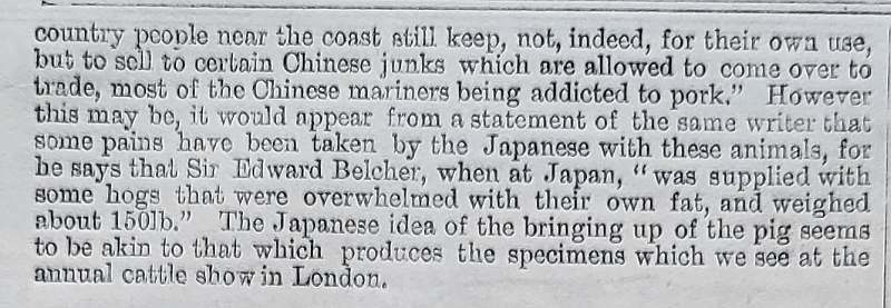 japanese pigs text 2